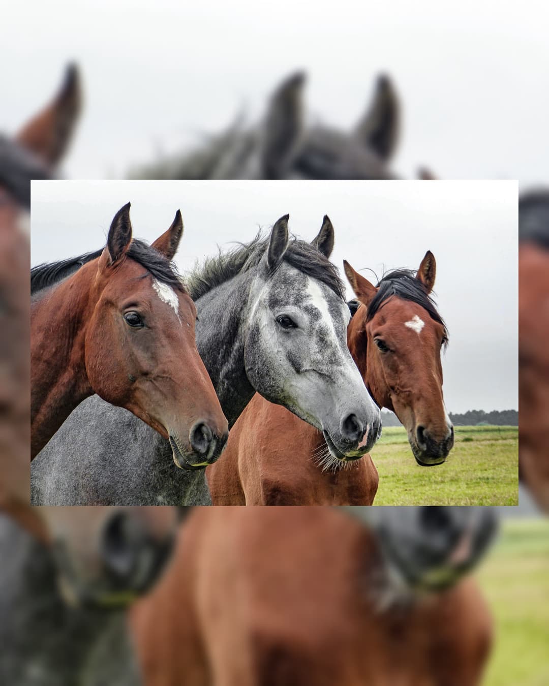 Buongiorno Cavallini, avete già visto gli aggiornamenti sulla nostra pagina? 🐎

#horse #horsesofinstagram #horses #cavalli #cavallo #ippica #ippicaitaliana #love #animals #animal #animali